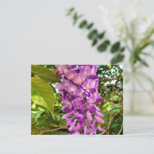 Wisteria Bloom Postkarte