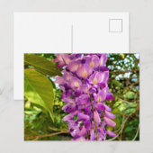 Wisteria Bloom Postkarte (Vorne/Hinten)