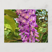 Wisteria Bloom Postkarte (Vorderseite)