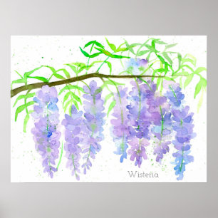 Wisteria blühender Baum Zweig Wasserfarbener Botan Poster