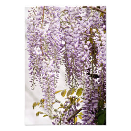 Wisteria-Blume 1 Fotodruck