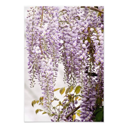 Wisteria-Blume 1 Fotodruck (Vorne)