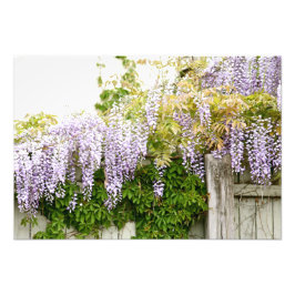 Wisteria-Blume 3 Fotodruck