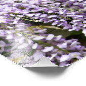 Wisteria Blume Fotodruck (Ecke)