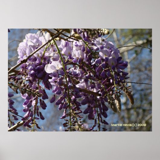 Wisteria-Cluster Poster (Vorne)