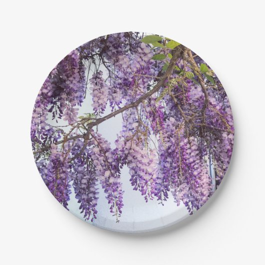 Wisteria-Duschen-Papier-Teller Pappteller (Vorderseite)