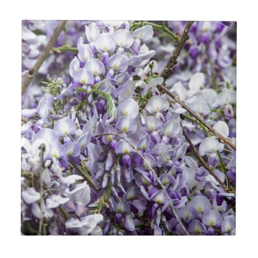Wisteria Fliese (Vorderseite)