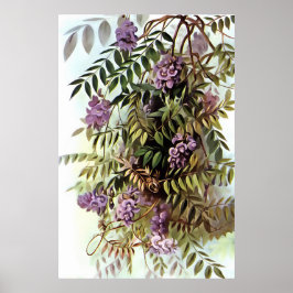 Wisteria Frutescens Botanische Malerei Poster