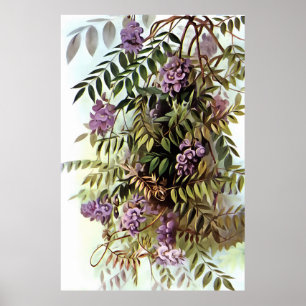 Wisteria Frutescens Botanische Malerei Poster