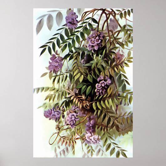 Wisteria Frutescens Botanische Malerei Poster (Vorne)