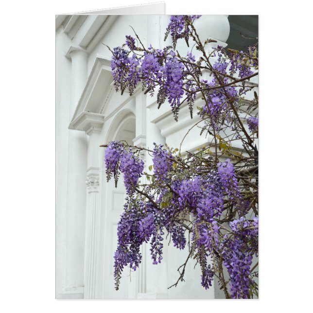 Wisteria, Historischer Charleston South Carolina (Vorne)