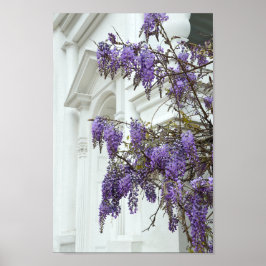 Wisteria, Historisches Haus Charleston South Carol Poster