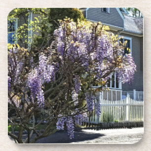 Wisteria in Bloom Getränkeuntersetzer