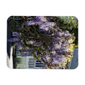 Wisteria in Bloom Magnet (Horizontal)