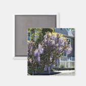 Wisteria in Bloom Magnet (Vorderseite/Rückseite)