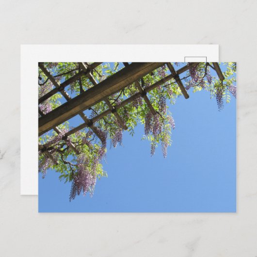 Wisteria: Japan Postkarte (Vorne/Hinten)