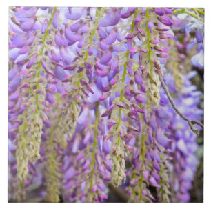 Wisteria Lila Blüten Französische Florale Blütenbl Fliese