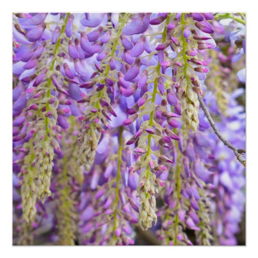 Wisteria Lila Floral Blossom Tree Violet Poster (Vorderseite)
