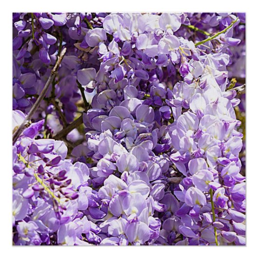 Wisteria Lila Floral Blossom Tree Violet Poster (Vorderseite)