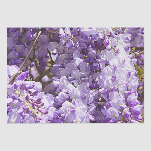 Wisteria Lila Floral Blossom Tree Violet Seidenpapier (Vorderseite)