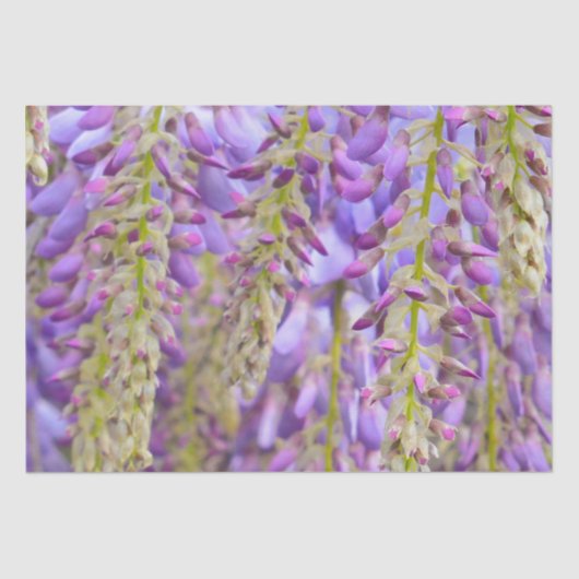Wisteria Lila Floral Blossom Tree Violet Seidenpapier (Vorderseite)