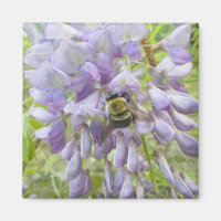 Wisteria & Male Carpenter Bee