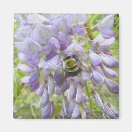 Wisteria & Male Carpenter Bee Magnet (Vorne)