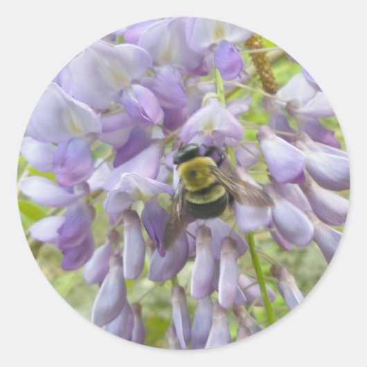 Wisteria & Male Carpenter Bee Stickers (Vorderseite)