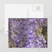 Wisteria Postcard Postkarte (Vorne/Hinten)