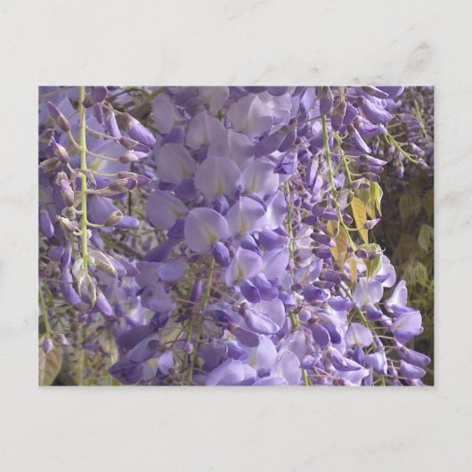 Wisteria Postcard Postkarte (Vorderseite)