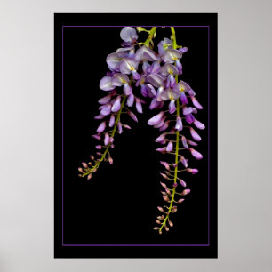 Wisteria Poster