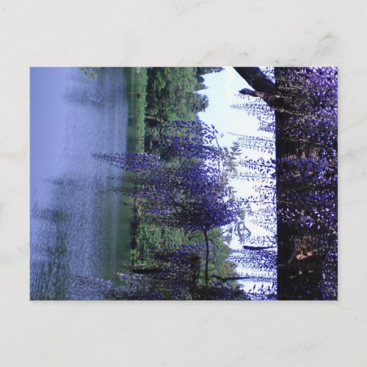 Wisteria Postkarte (Vorderseite)