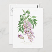 Wisteria Postkarte (Vorne/Hinten)
