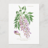 Wisteria Postkarte (Vorderseite)