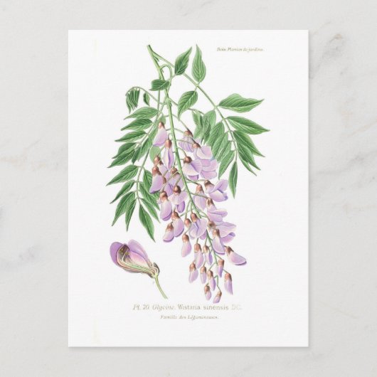 Wisteria Postkarte (Vorderseite)