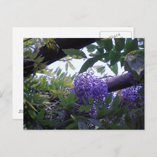 Wisteria Postkarte (Vorne/Hinten)
