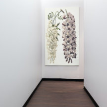 Wisteria Sinensis Botanische Kunst Abgeschieden au