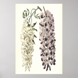 Wisteria Sinensis Botanische Kunst Abgeschieden au Poster