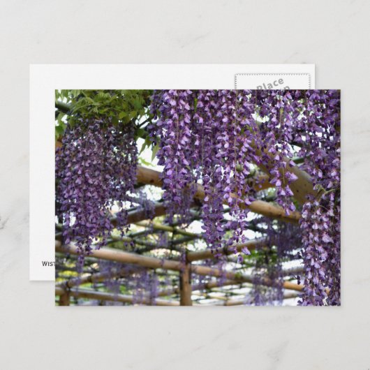 Wisteria Trellis: Kameido Tenjin, Tokio Postkarte (Vorne/Hinten)