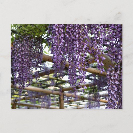 Wisteria Trellis: Kameido Tenjin, Tokio Postkarte (Vorderseite)