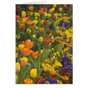 Wisteria und Tulpen im Garten von Dumbarton