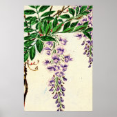 Wisteria Vine Blooms 1870 Poster (Vorne)