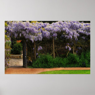 Wisteria Wall Poster
