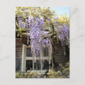 Wisteria Window - Wisteria Blume Locarno Postkarte (Vorderseite)