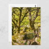 Wistman's Wood Dartmoor Devon England Postkarte (Vorne/Hinten)
