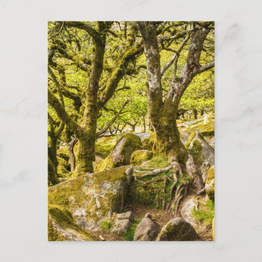 Wistman's Wood Dartmoor Devon England Postkarte (Vorderseite)