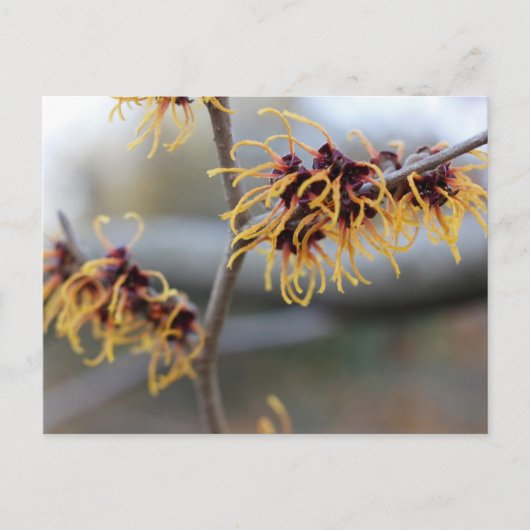 Witch Hazel Closeup Postkarte (Vorderseite)