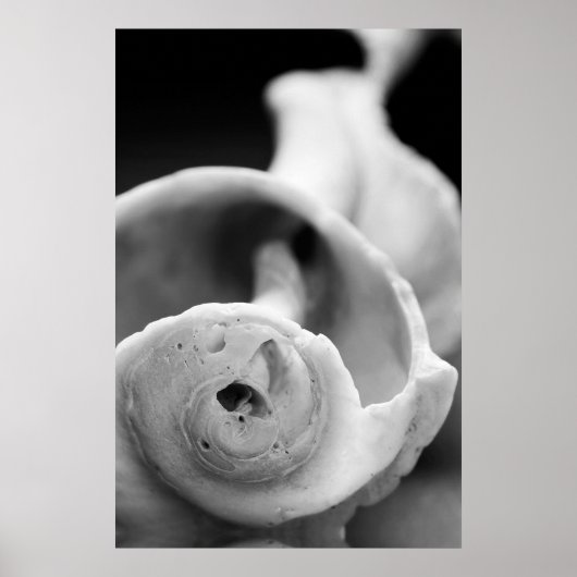 Witterungsbedingte Muschel Poster (Vorne)