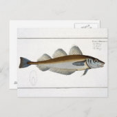 Wittling (Gadus Merlangus) Platte LXV aus "Ichthyo Postkarte (Vorne/Hinten)
