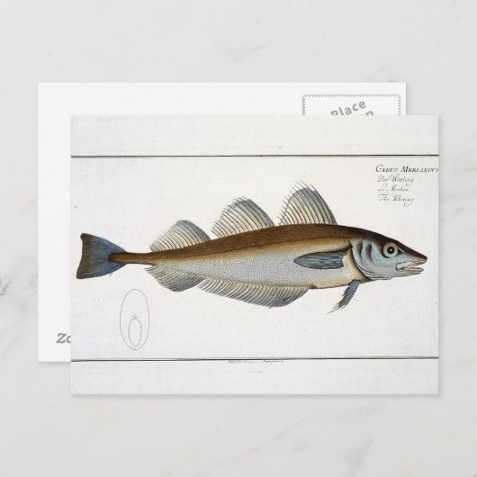 Wittling (Gadus Merlangus) Platte LXV aus "Ichthyo Postkarte (Vorne/Hinten)